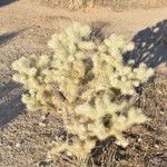 Cylindropuntia fulgida Blatt