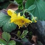 Waldsteinia ternata Çiçek