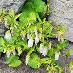 Campanula punctata Habit