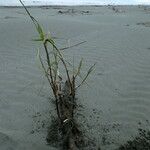 Phragmites karka Habitus