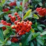 Cotoneaster frigidus Frucht