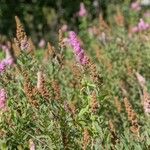 Spiraea × pseudosalicifolia Hábitos