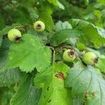 Crataegus coccinea Vaisius