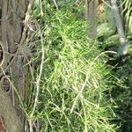 Ephedra altissima Elinympäristö