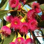 Eucalyptus leucoxylon Floare