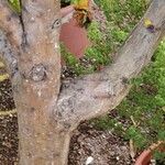 Erythrina humeana പുറംതൊലി