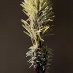 Carex ericetorum Blüte