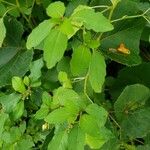 Impatiens capensis Leaf