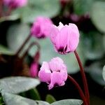 Cyclamen coum Other