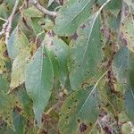 Populus simonii Leaf