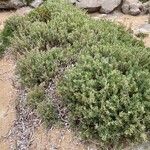 Atriplex portulacoides Habitat