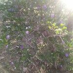 Brunfelsia australis Цвят