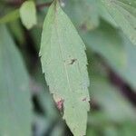 Ageratina riparia Leaf