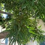 Afrocarpus gracilior Листок