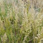 Agrostis stolonifera Fleur