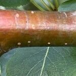 Pyrus cordata Bark