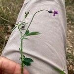 Lathyrus hirsutus 花