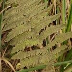 Thelypteris palustris Leaf