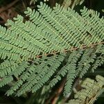 Albizia carbonaria Blatt