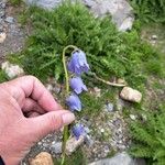 Campanula barbata Květ