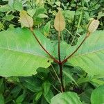 Harungana madagascariensis Hoja