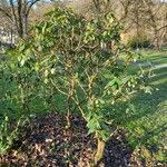 Rhododendron maximum Habit