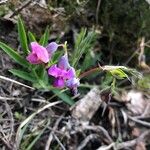 Lathyrus linifoliusVirág