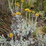 Helichrysum odoratissimum Квітка