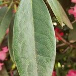 Rhododendron argyrophyllum Leaf