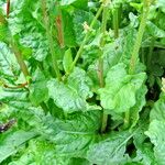 Rumex thyrsiflorus Folha