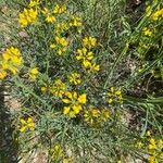 Coronilla junceaFlower