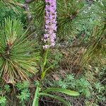 Gymnadenia densiflora Kvet