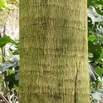 Cocos nucifera 樹皮