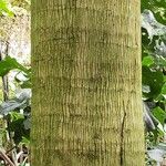 Cocos nucifera Bark