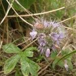 Hydrophyllum capitatum Blomst