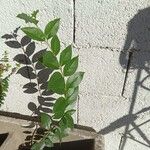 Ligustrum sinense पत्ता