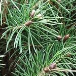 Picea glauca Hoja