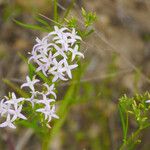 Stenaria nigricans Fleur