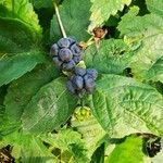 Rubus caesius Gyümölcs