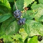 Rubus caesius Fruit