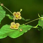 Euonymus verrucosus Λουλούδι