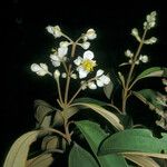 Miconia mirabilis Flower