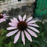 Echinacea angustifolia Квітка