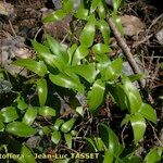 Asparagus asparagoides Sonstige