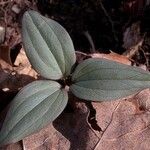 Trillium nivale Leaf