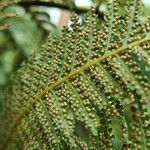 Dicksonia antarctica Blomma