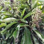 Sleumerodendron austrocaledonicum Hoja
