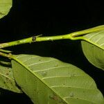 Poulsenia armata 樹皮