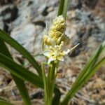 Toxicoscordion fremontii Flor