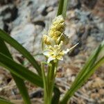 Toxicoscordion fremontii Flower